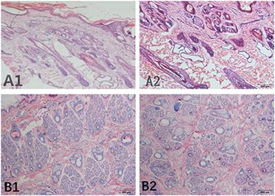 Identification of key pathways and genes that regulate cashmere development in cashmere goats mediated by exogenous melatonin